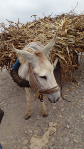 Food And Bliss - Sunampe