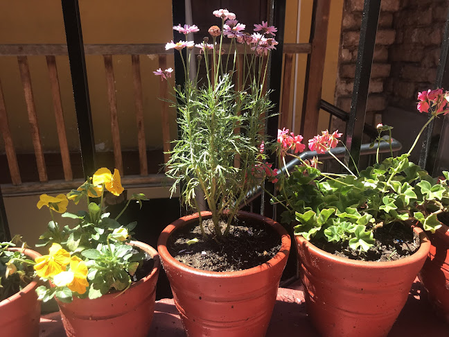 Comentarii opinii despre MERENGUE PIZZAS Y VINO