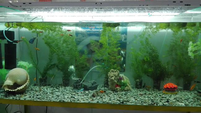 Opinii despre Restaurante Sussy în Ciudad de Dios - Gastronomía y hostelería