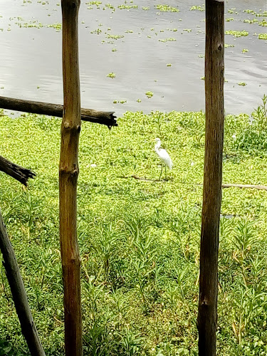 Opinii despre NIKORO în Iquitos - Gastronomía y hostelería