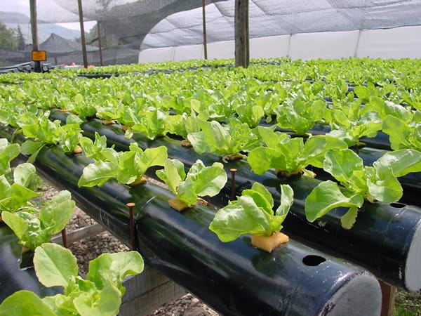 Lechugas hidropónicas J&R