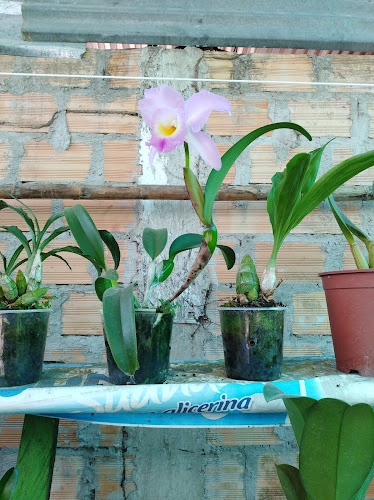 Opinii despre Mamá Mía (Antojitos, Asados y Parrillas). în Rioja - Gastronomía y hostelería