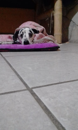 Au. Panamericana N, Organos 20840