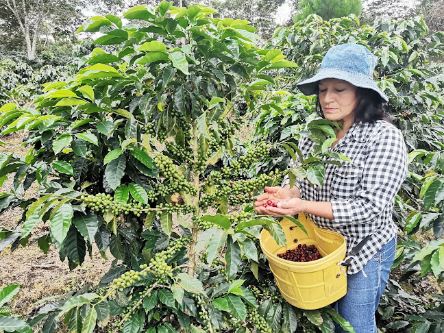 Opinii despre Activa Cafe în Villa Rica - Gastronomía y hostelería