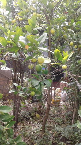 Opinii despre Casa Grande Restobar Campestre în Ayacucho - Gastronomía y hostelería