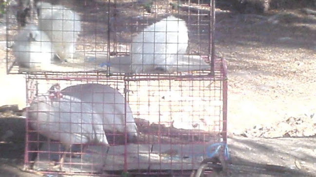 Feria de la Chacra a la Olla - Gastronomía y hostelería