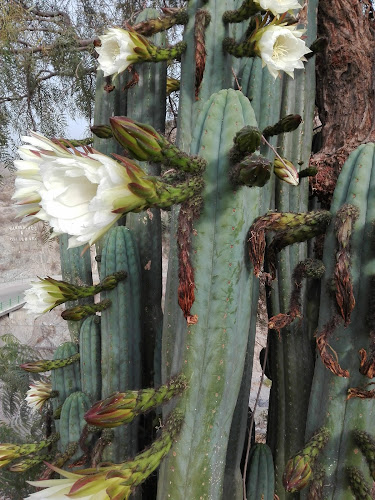 Opinii despre Restaurante El Chaplin în Arequipa - Gastronomía y hostelería