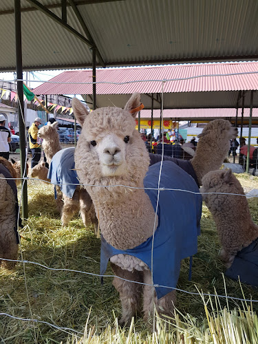 Mercado de Huancaro - Gastronomía y hostelería