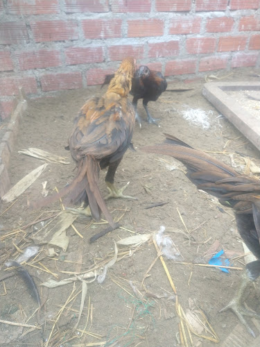 Opinii despre Heladería la Florencia în Punta Negra - Gastronomía y hostelería