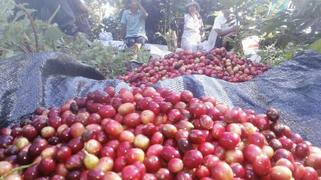 Café Orgánico "Don Feliciano" - Gastronomía y hostelería