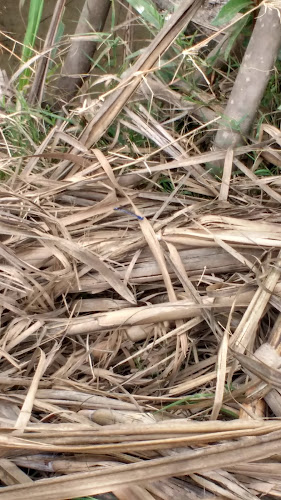 3PG7+FFH Rua Nero Fernandes Alto da, Nazareno 13750