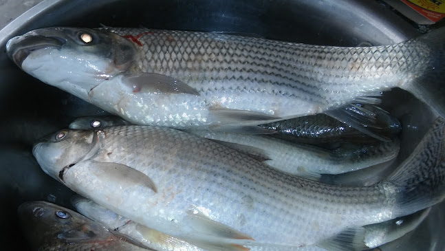 RESTAURANT OASIS - Bellavista