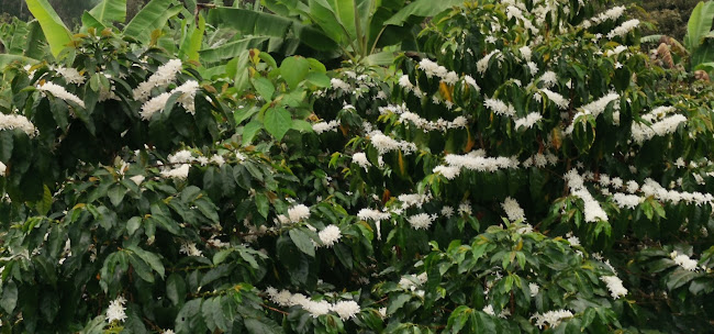 Activa Cafe - Villa Rica