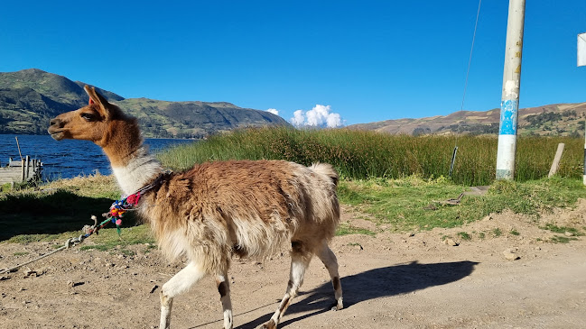 9MM8+GXG, Pacucha 03730