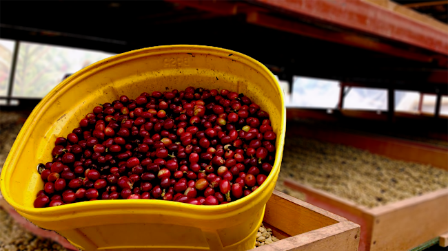 Opinii despre Activa Cafe în Villa Rica - Gastronomía y hostelería