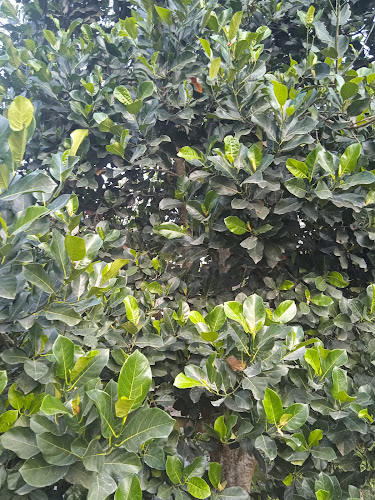 Induagro Fertilizer - Nueva Cajamarca