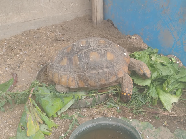Opinii despre Divermarquiz în Cieneguilla - Gastronomía y hostelería